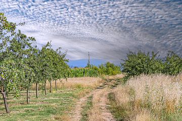 Servië : Pruimenbomen van Photoart-Naegele