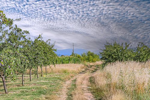 Servië : Pruimenbomen