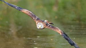 Cerf-volant rouge volant.