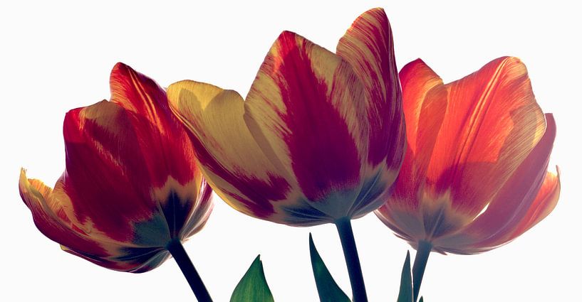Tulips van Cor Ritmeester