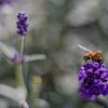 Bij op lavendel van René Ouderling