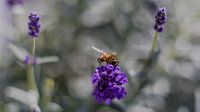 Biene auf Lavendel von René Ouderling Miniaturansicht