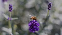 Bij op lavendel