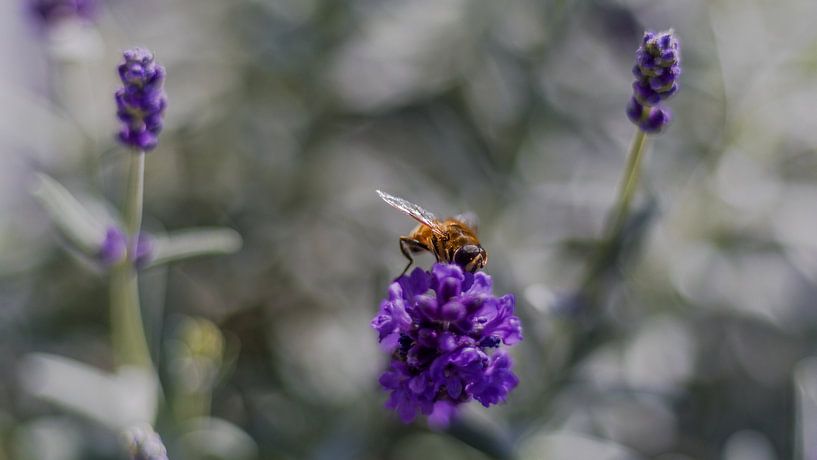 Biene auf Lavendel von René Ouderling