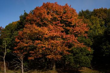 La magie de l'automne sur Imagination by Mieke