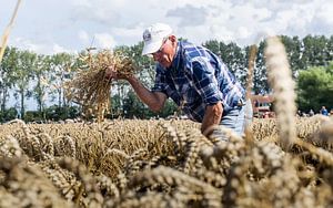 Alte Art des Erntens