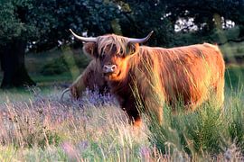 Schotse hooglander op de Mookerhei van Geert Roeffen