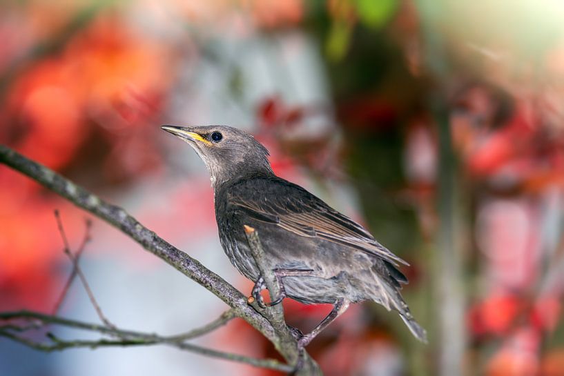 Ein junger Star sitzt auf einem Ast von ManfredFotos