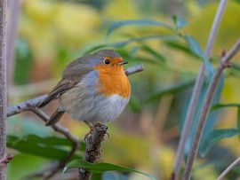 Portrait of a Robin in front of Green von Sebastian Czech