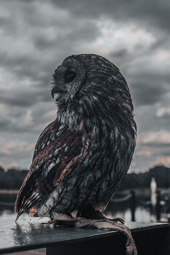 Habichtskauz