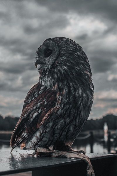 Majestic Owl by Hello Pompoyo