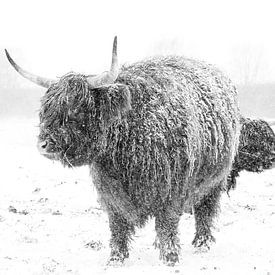 Winter voor Schotse Hooglander van Pieter van Dijk