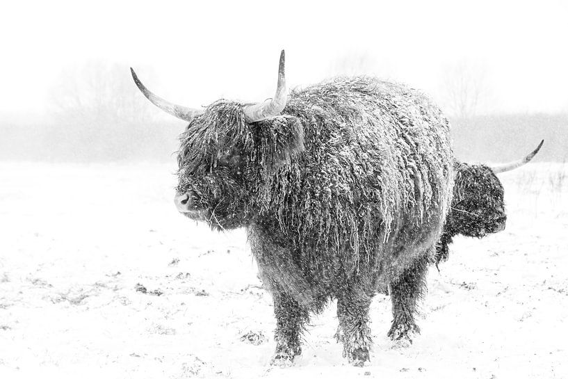 Winter voor Schotse Hooglander van Pieter van Dijk