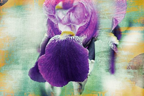 Schwertlilie Vintage