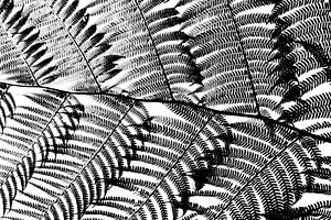 Botanisches Mosaik Schwarz und Weiß