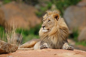 Königlicher Löwe auf einem Felsen von Henk Bogaard