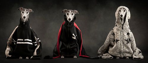 Zoë the Whippet by Nuelle Flipse