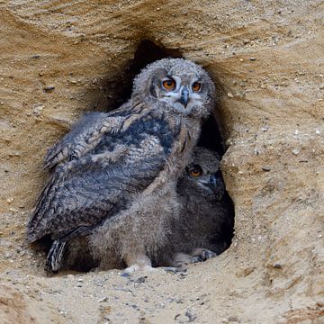 Eurasian Eagle Owls ( Bubo bubo ) sitting next to each other in the entrance of their nesting site