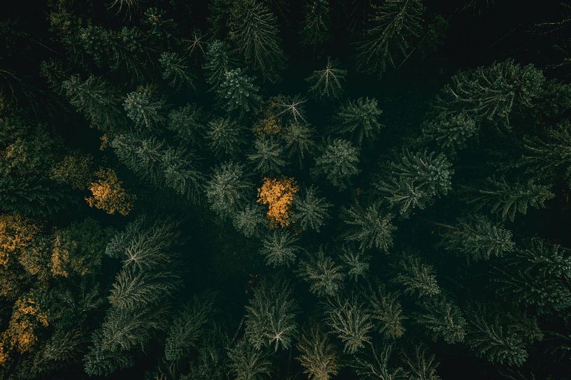 Une vue à vol d'oiseau de la forêt par Sophia Eerden