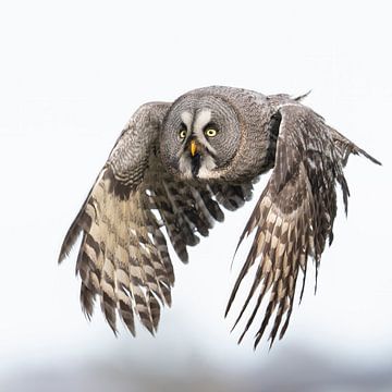 Lapland Owl by Jan van Vreede