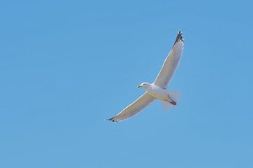 Zo vrij als een vogel van Richard de Boorder