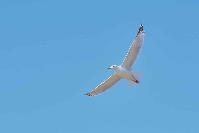 Zo vrij als een vogel by Richard de Boorder