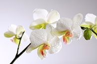 Orchidée blanche avec des gouttes d'eau par Karina Baumgart Aperçu