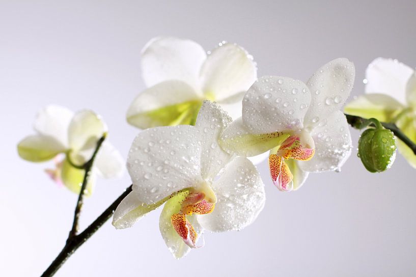 Orchidée blanche avec des gouttes d'eau par Karina Baumgart