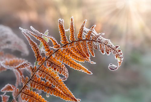 Varenblad met Hoarfrost