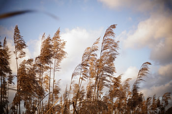 Reed 1