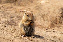Prairie Dog by JaSa
