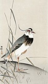 Vanneau et roseau, Ohara Koson (1900 - 1930) par Ohara Koson sur Studio POPPY