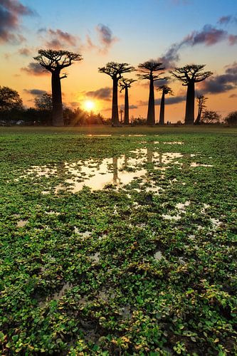 Baobabs aan het water