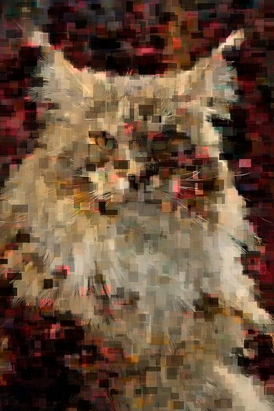 Portret van een Main Coon van Rosenthal fotografie