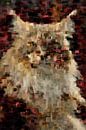 Portret van een Main Coon van Rosenthal fotografie thumbnail