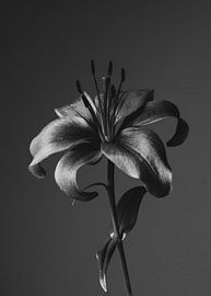 Lilie dramatisch von Eveline Hellingman