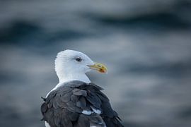 Herring Gull Portrait by Tobias Luxberg