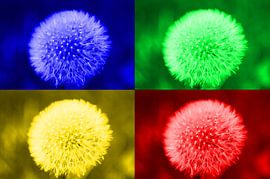 Collage aus 4 bunten Pusteblumen von HGU Foto