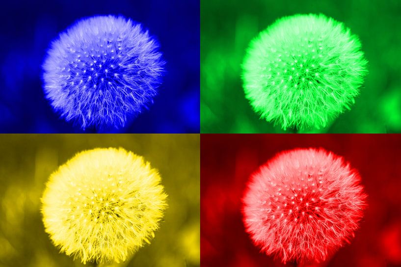 Collage of 4 colorful dandelions by HGU Foto