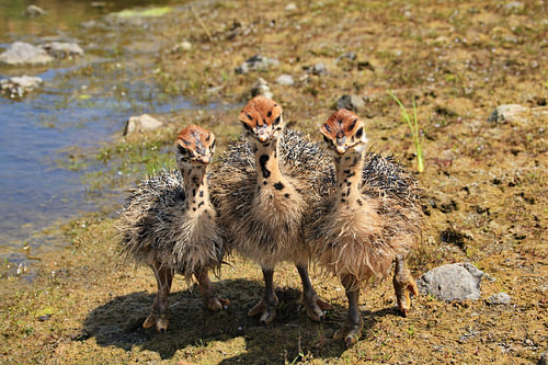 Drei Straussen Babies