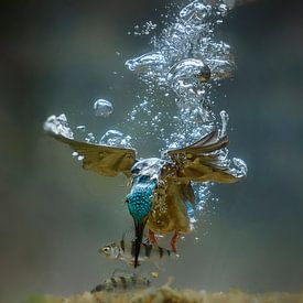 Onderwaterfoto van duikende ijsvogel van Jaap La Brijn