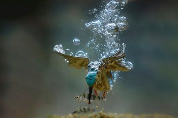 Onderwaterfoto van duikende ijsvogel