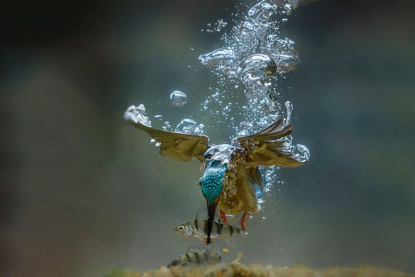 Diving kingfisher (underwater) by Jaap La Brijn