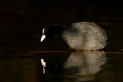 Coot in the right light