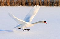 Zwaan take-off von Dennis van de Water Miniaturansicht