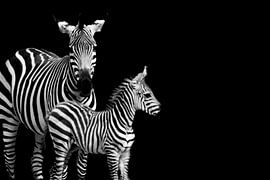 Zebra mother with her foal