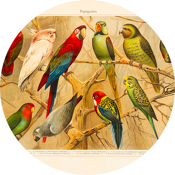 Antieke kleurenlitho met Papegaaien van Studio Wunderkammer