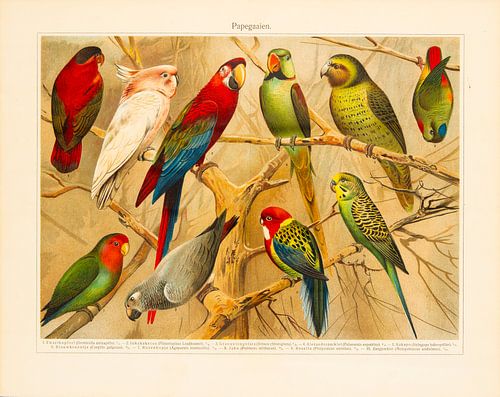 Antike Farblithographie mit Papageien