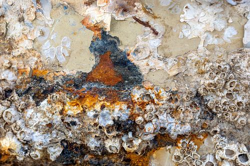 Industrieel zee-landschap met schelpen en zeepokken