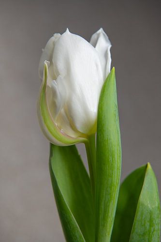 Witte Tulp 09 - Zuiver
